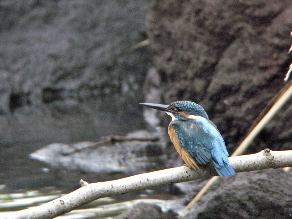c0018118_233169.jpg