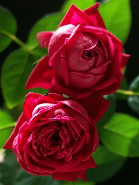 e0044929_9591412.jpg