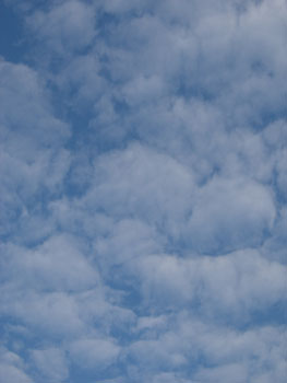 10月4日 虫編_e0097534_1144116.jpg
