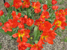 e0040345_928215.jpg