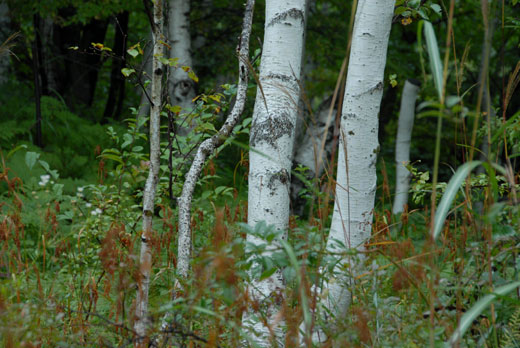 c0093046_625294.jpg