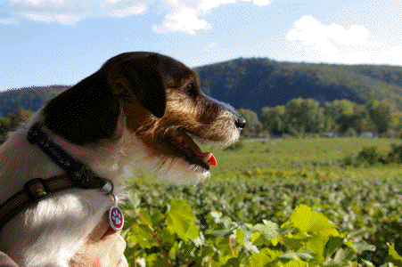 f0077150_435263.gif