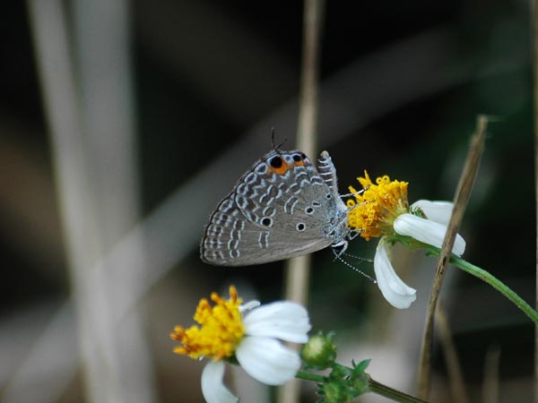 c0045352_16173915.jpg