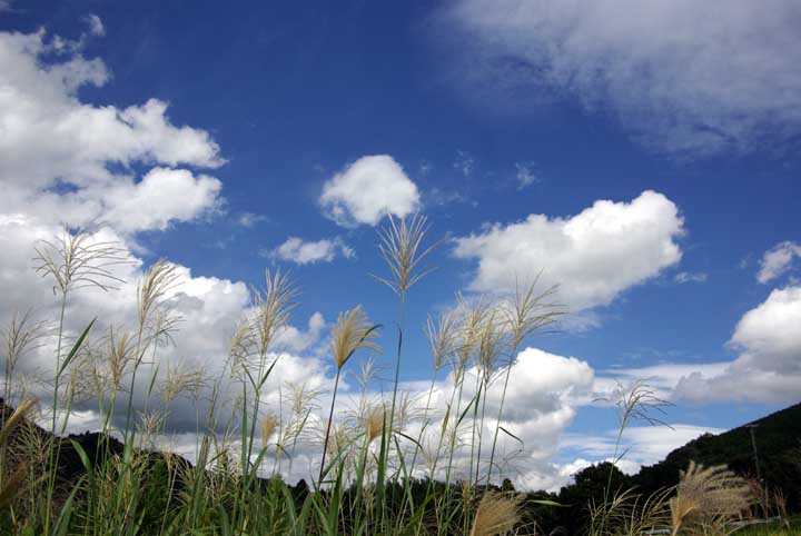 e0019563_7315718.jpg