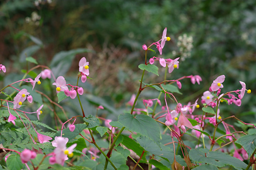 東山植物園２_e0081973_1010532.jpg