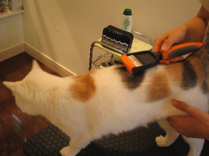 f0150073_18101796.gif