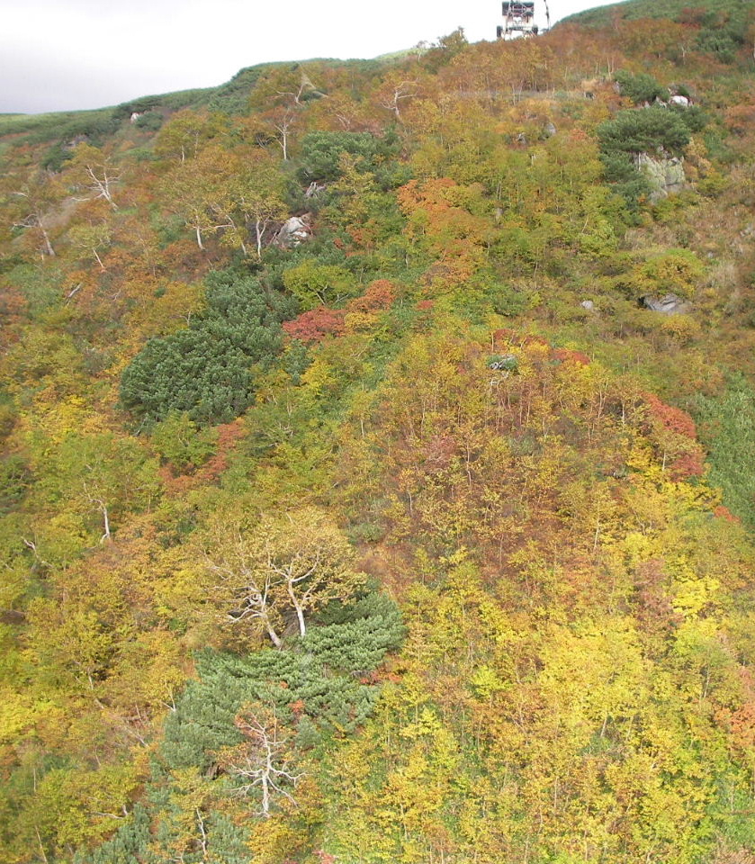 大雪山旭岳の姿見の池へ ペンギンの足跡