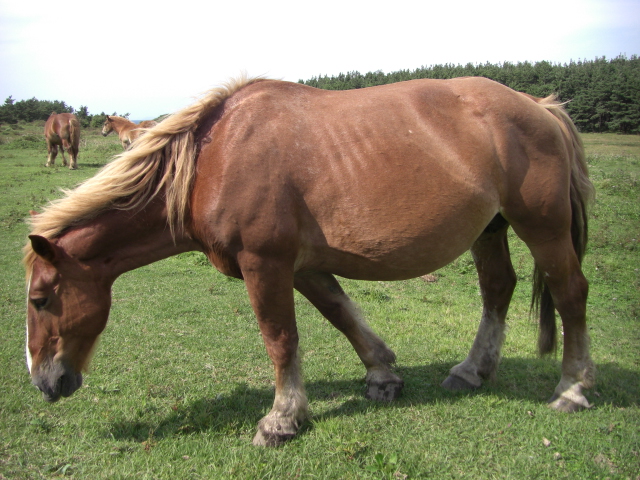 e0050801_2422492.jpg