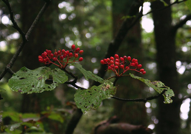 e0039703_1105723.jpg