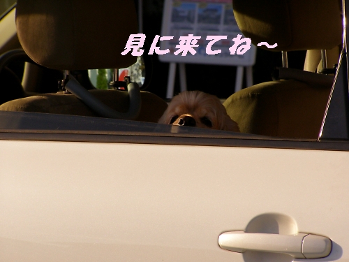 急なことではございますが。。。。_b0067012_1005839.jpg