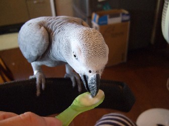 迷子の貼紙、花おっぱっぴーを完成させる_c0133013_2230621.jpg