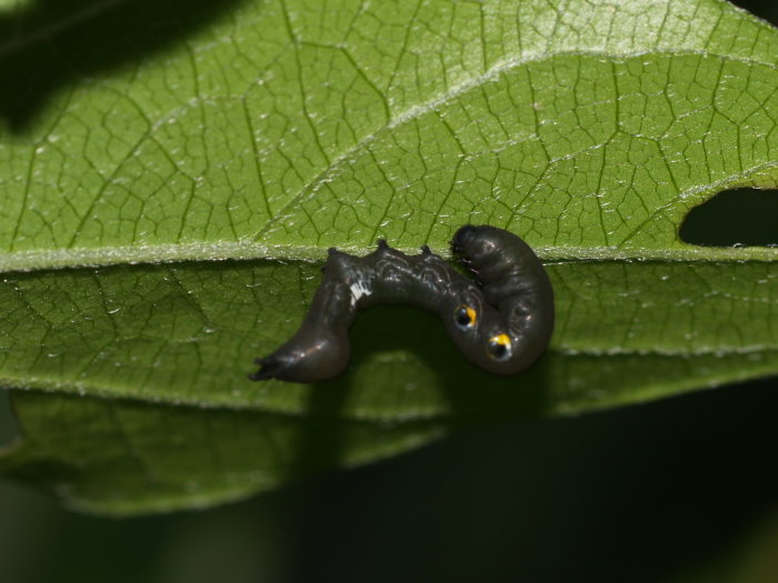 オビカレハ幼虫 ゆきだより 日々つれづれ