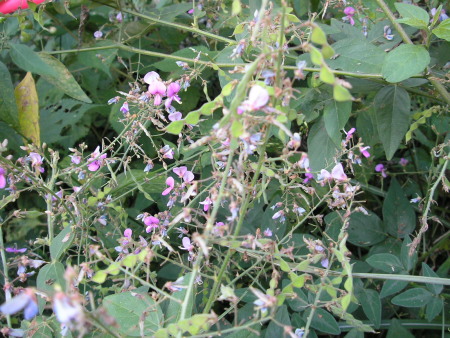 a0048823_17232412.jpg