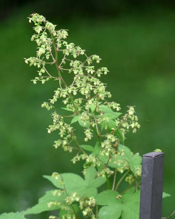 秋の花粉症 小さな眼科クリニック 城北公園 竹内眼科医院 秋の花粉症 小さな眼科クリニック 城北公園 竹内眼科医院