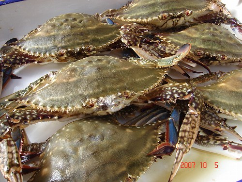 西浦魚市場へ行った ワタリガニ てくてくじじ71 西浦魚市場へ行った ワタリガニ てくてくじじ71