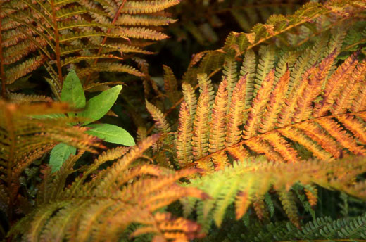 c0093046_6424425.jpg