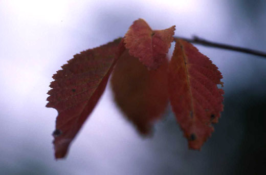 c0093046_643248.jpg