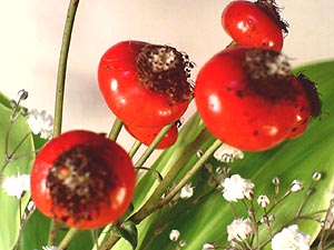 ☆薔薇の実、そして24の罠☆_c0092953_3352081.jpg