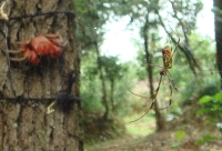 c0108460_1756433.jpg