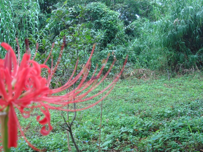 c0108460_1759873.jpg