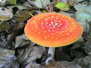 e0120466_16583663.jpg