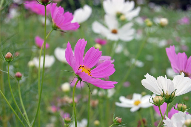 植物園のコスモス畑で_a0058167_11301424.jpg