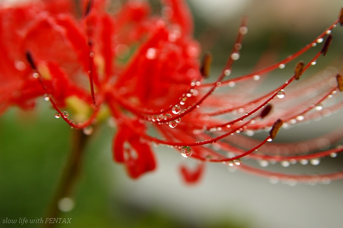 雨もまた楽し・・・_b0116272_2331410.jpg