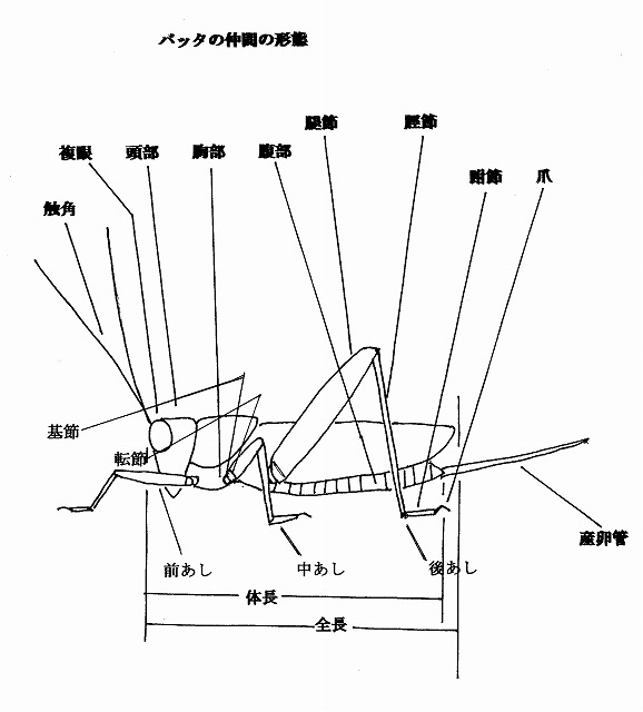 バッタの仲間の形態 蝶 チョウ ゆっくり歩き 千蟲譜物語