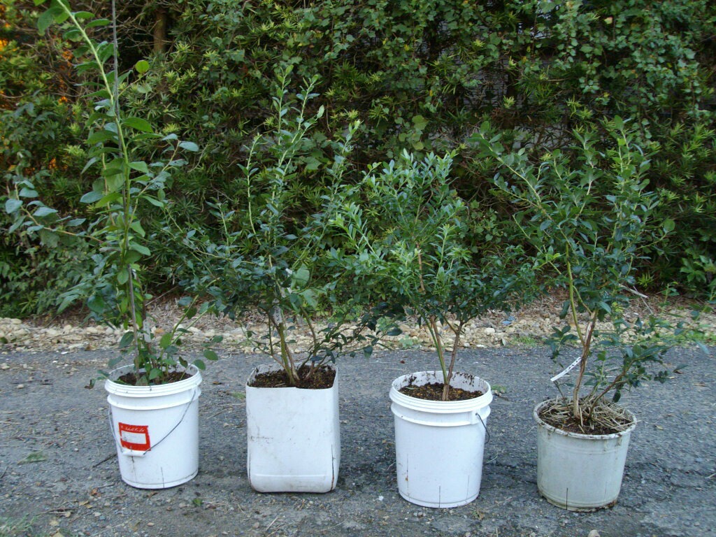 サザンハイブッシュ系４種の鉢増し ブルーベリーの育て方 栽培 ブルーベリー ノート Blueberrynote