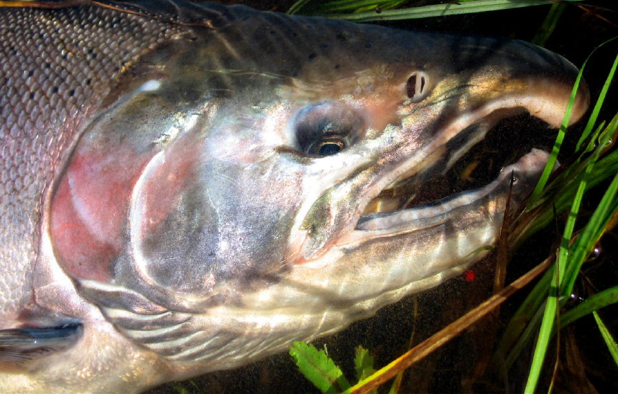 シルバーサーモン Spey Bum