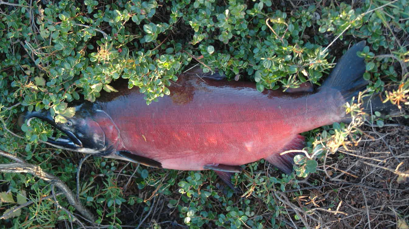 シルバーサーモン Spey Bum