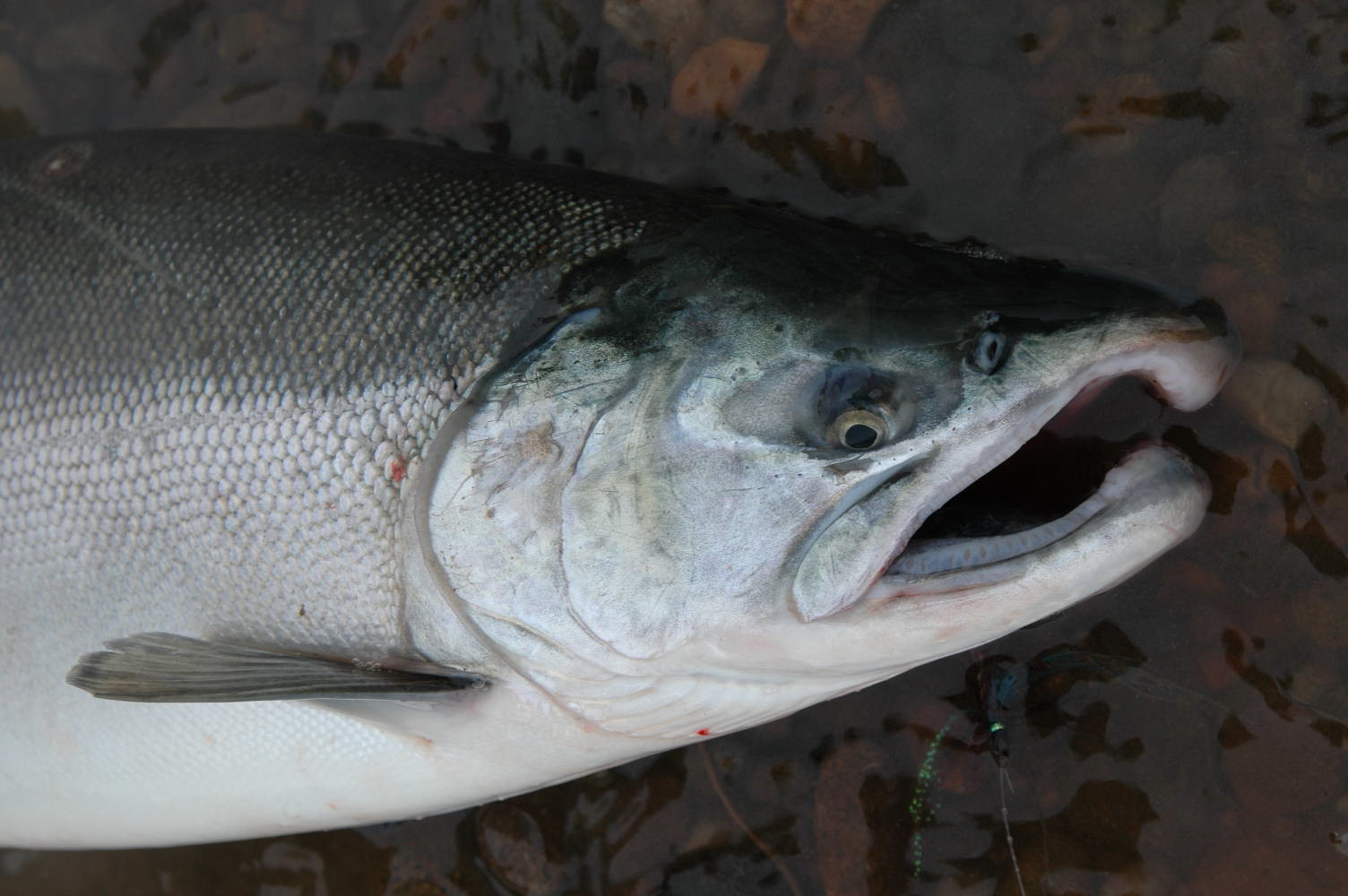 シルバーサーモン Spey Bum