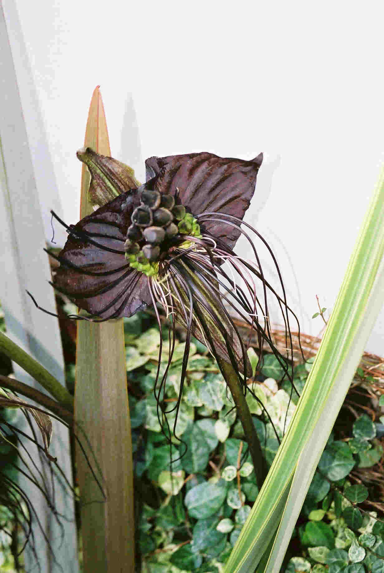 黒の花 ブラックキャット Bouquets Ryoko