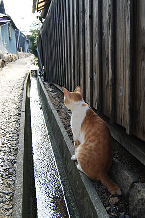 廃墟と猫の島。_d0133295_2146384.jpg