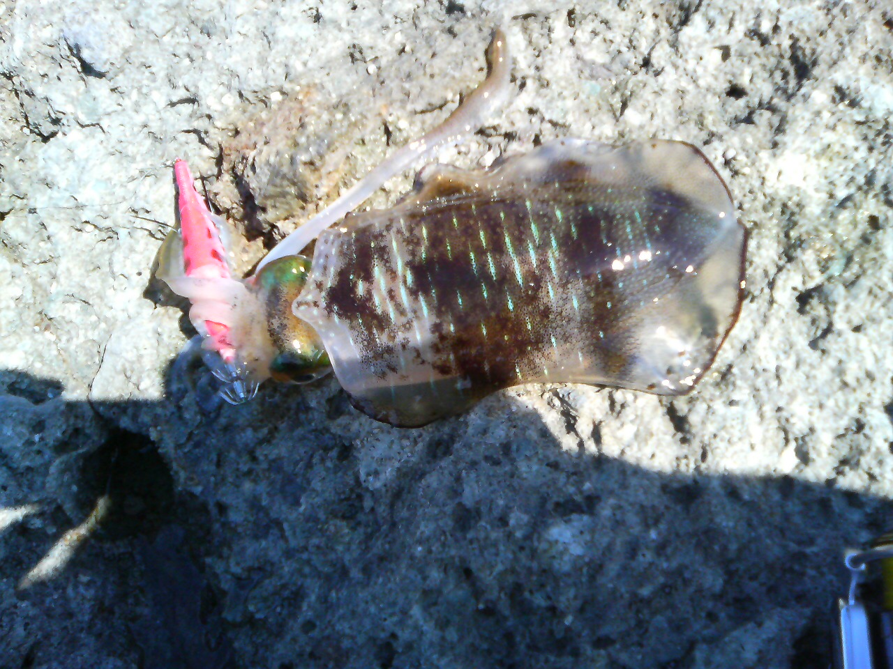 f0035404_21274688.jpg
