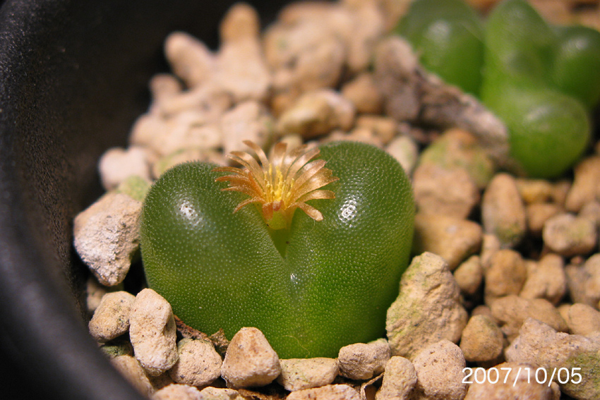 Conophytum phoeniceum : conocono's コノフィツム モノグラフ