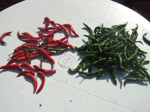 a0054240_22285779.jpg