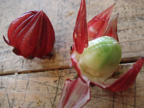 ハイビスカスの実を食す : [花灯-hanabi-] 栃木県宇都宮市の花屋です