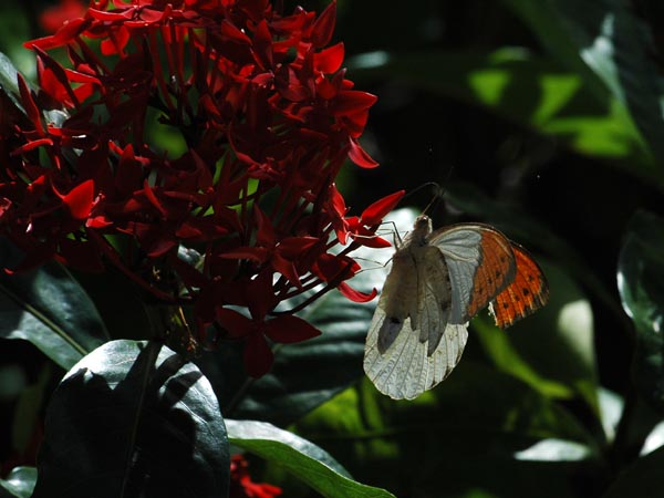 c0045352_1594429.jpg