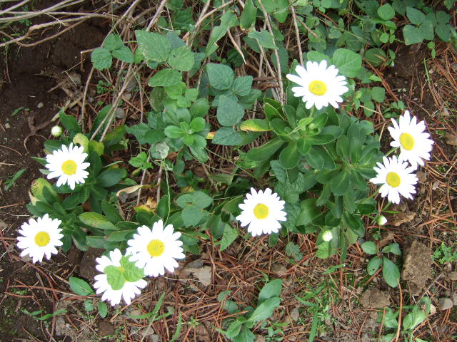 e0009760_18403766.jpg