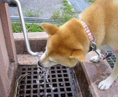 2007年10月6日(土)愛ちゃんのワンマンショー_f0060461_16114887.jpg