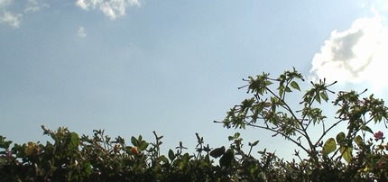 d0083265_19572613.jpg