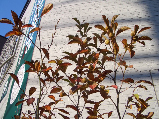 d0098665_9232534.jpg