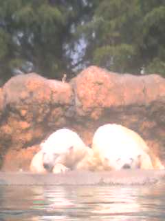 豊橋動物園のシロクマ_d0129766_12583998.jpg