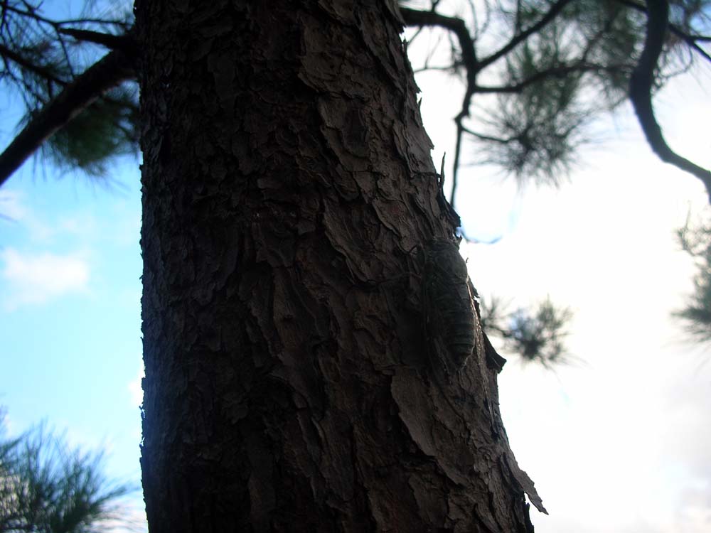 a0084771_1443227.jpg