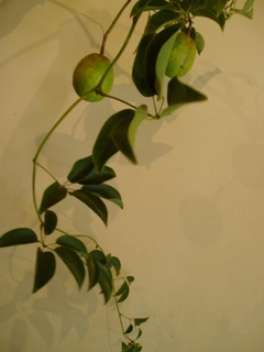 アケビ_d0104091_1546595.jpg