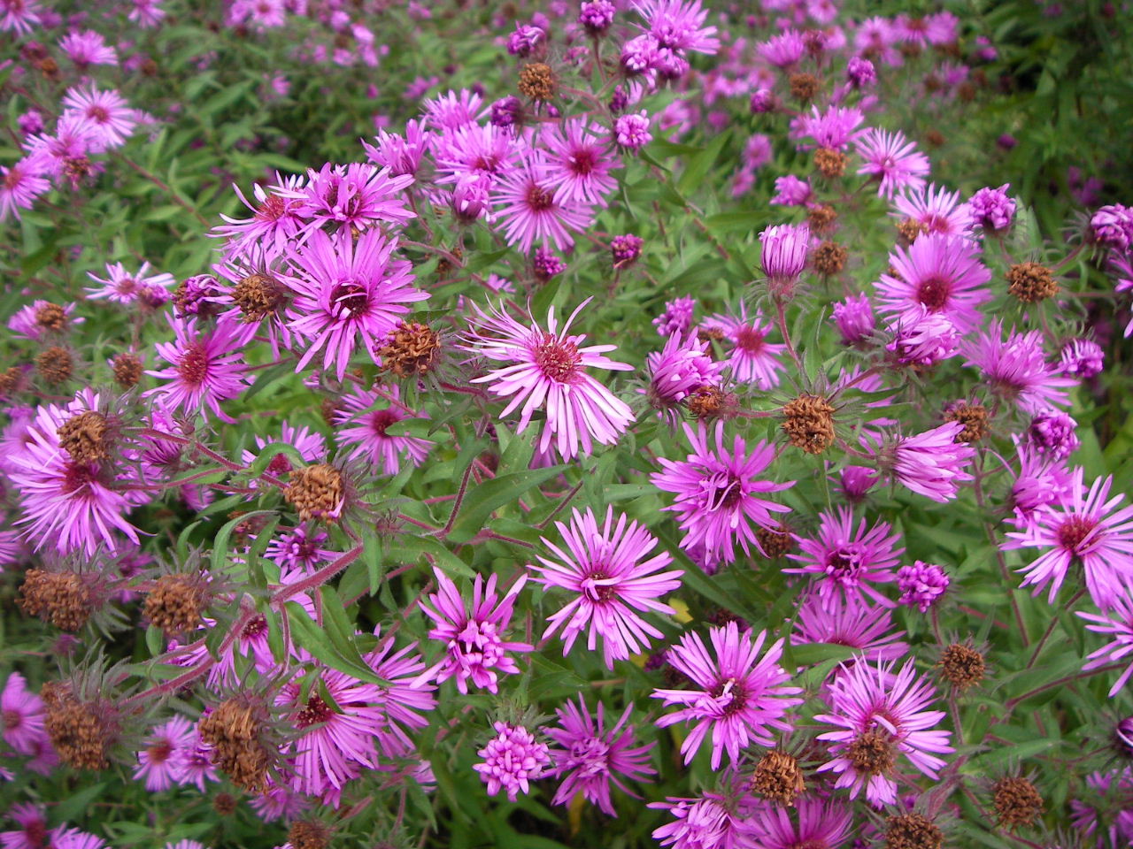 北海道大学植物園_f0100593_18393684.jpg