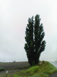 d0028195_12562220.jpg