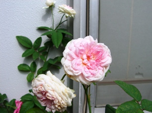 c0117898_1114281.jpg