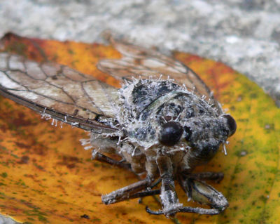 d0027904_21511859.jpg